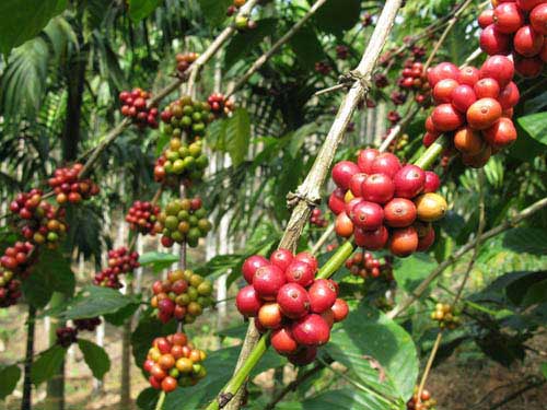قهوه حامد - درباره درخت قهوه